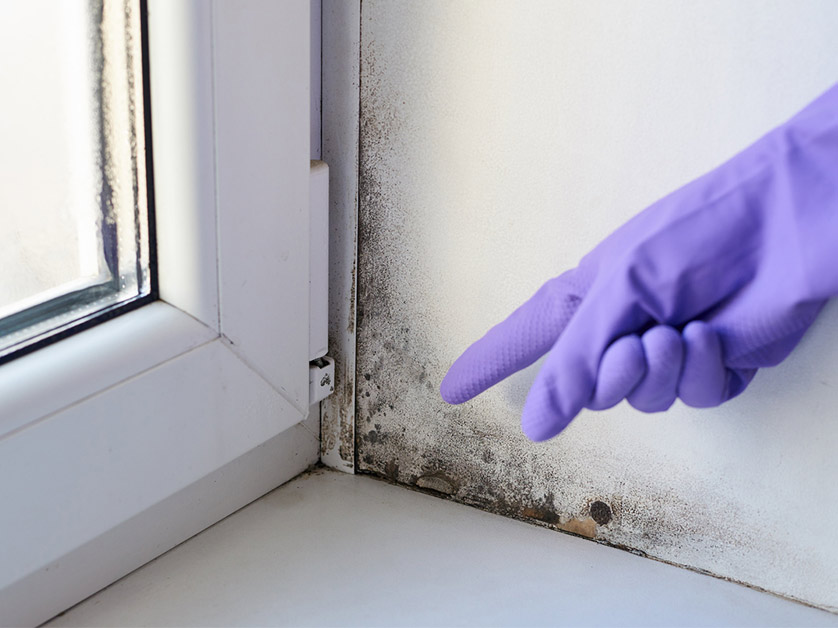 How to Deal With Mold Growth on Windows